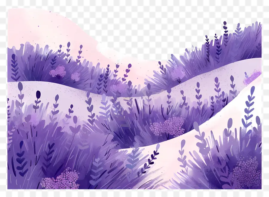 Campos De Lavanda，Campo De Lavanda PNG