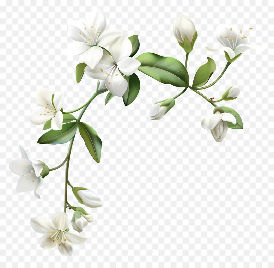 Flores De Jasmim Branco，Flores Brancas PNG