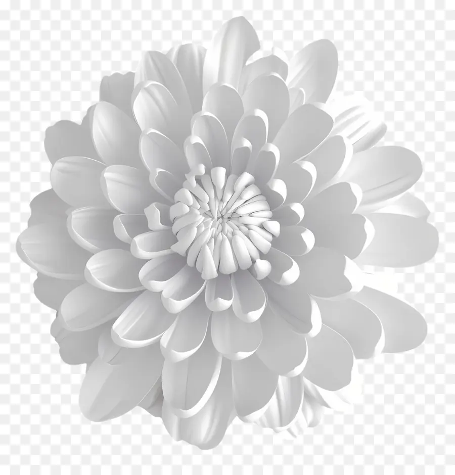 Crisântemo Branco，Flor PNG