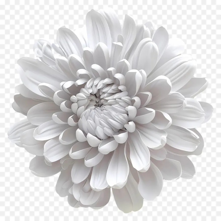 Crisântemo Branco，Flor Branca PNG