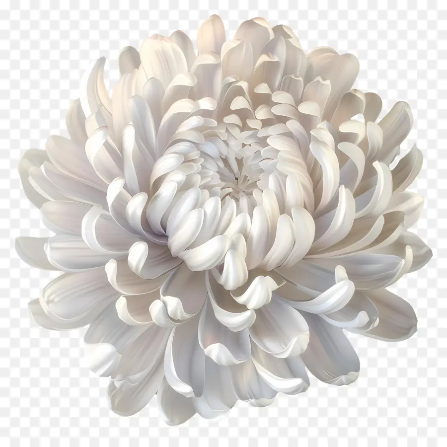 Crisântemo Branco，Flor Branca PNG