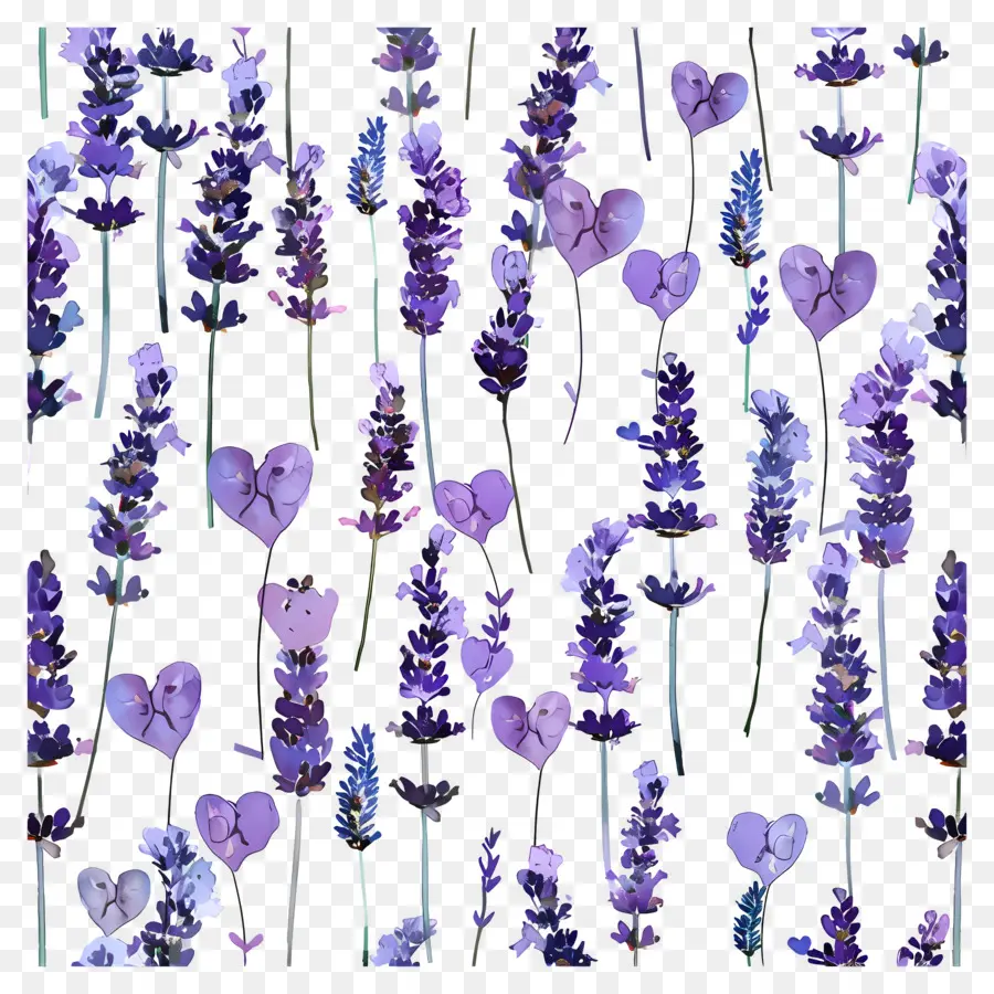 Campos De Lavanda，Lavanda PNG