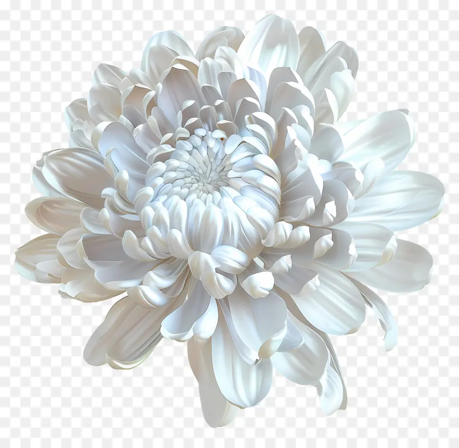 Crisântemo Branco，Flor Branca PNG