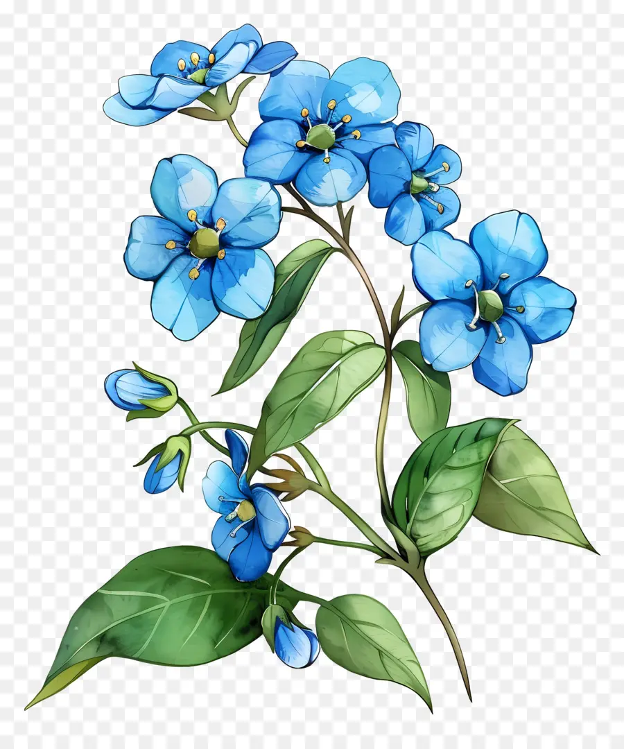 Esqueça De Mim Não Flor，Flores Azuis PNG