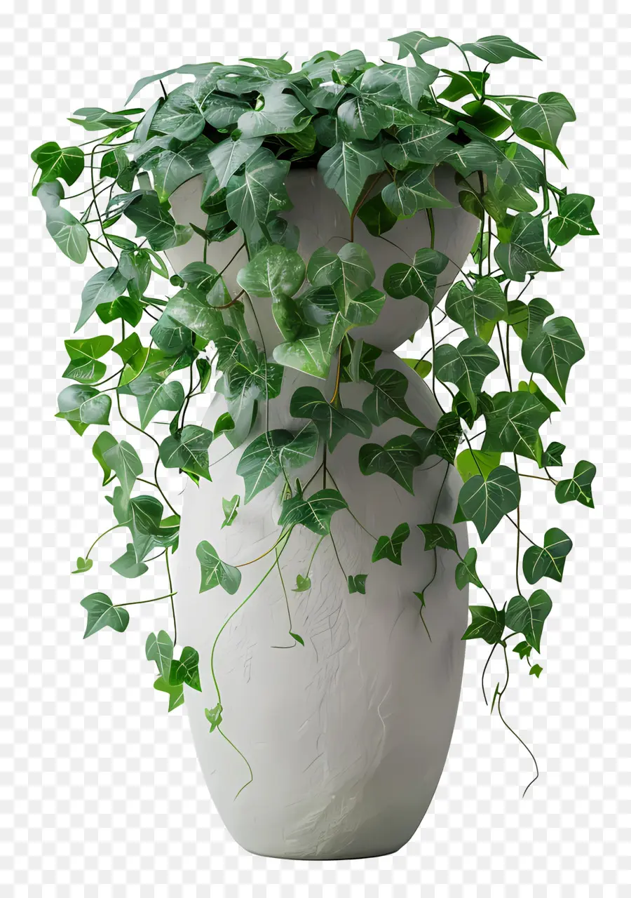 Planta De Hera，Planta Em Vaso PNG