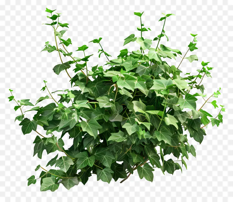 Planta De Hera，Folhas PNG