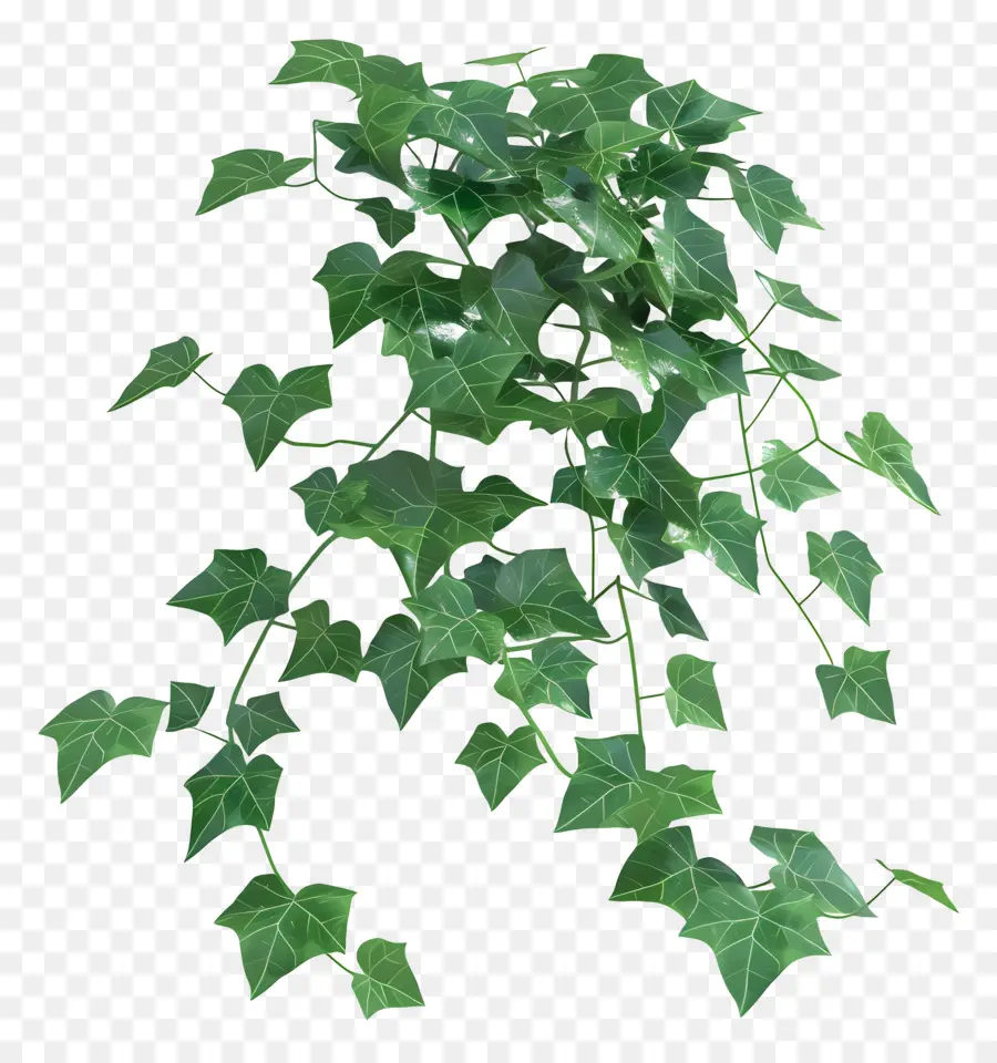 Planta De Hera，Folhas PNG