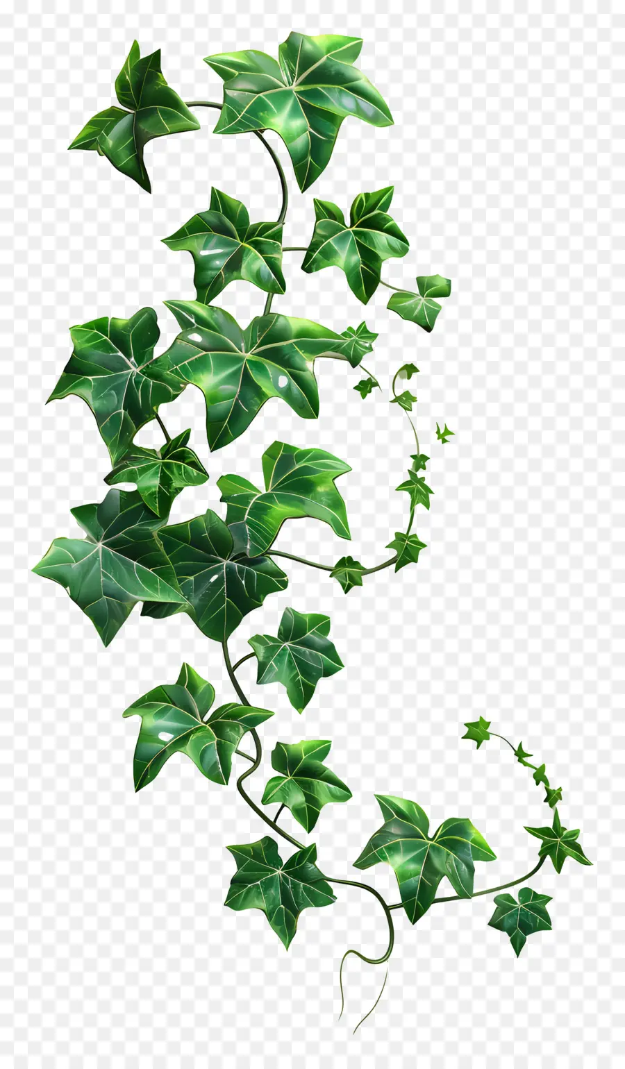 Planta De Hera，Hera Verde PNG