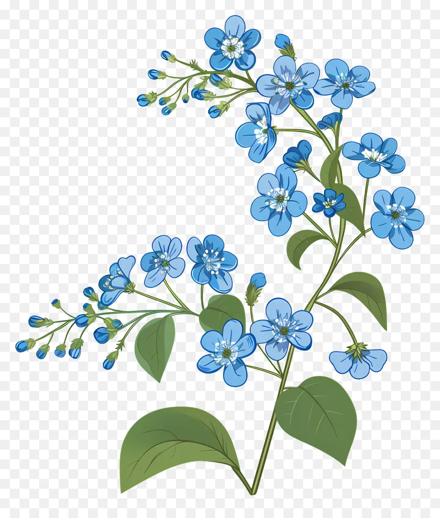 Esqueça De Mim Não Flor，Flores Azuis PNG