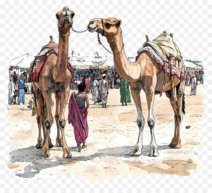 Feira De Camelos De Pushkar，Camelos PNG