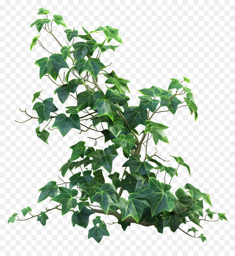 Planta De Hera，Folhas PNG