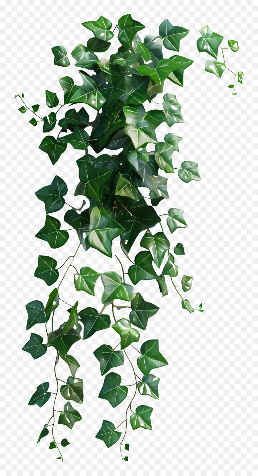 Planta De Hera，Hera Verde PNG