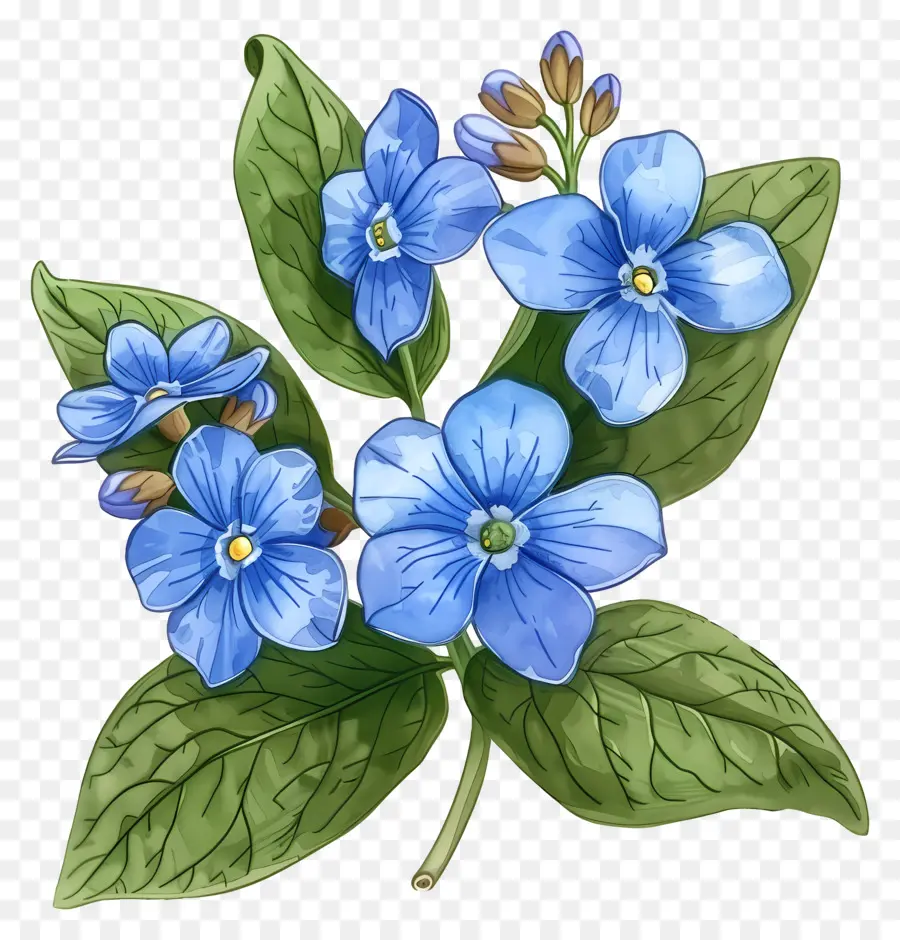 Esqueça De Mim Não Flor，Flores Coloridas PNG