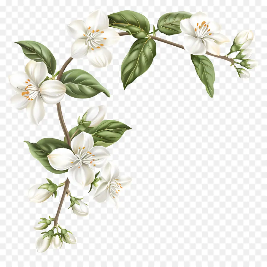 Flores De Jasmim Branco，Flores Brancas PNG