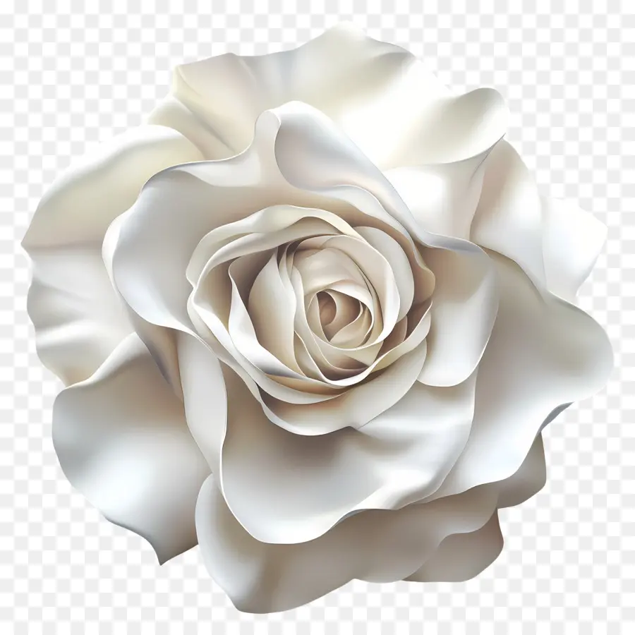 Elegância Atemporal，Rosa Branca PNG