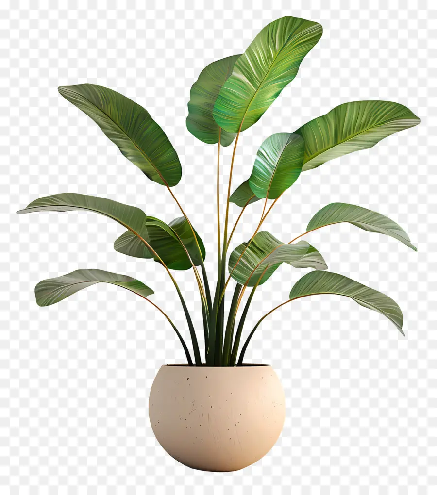 Planta De Casa Interna，Planta Em Vaso PNG