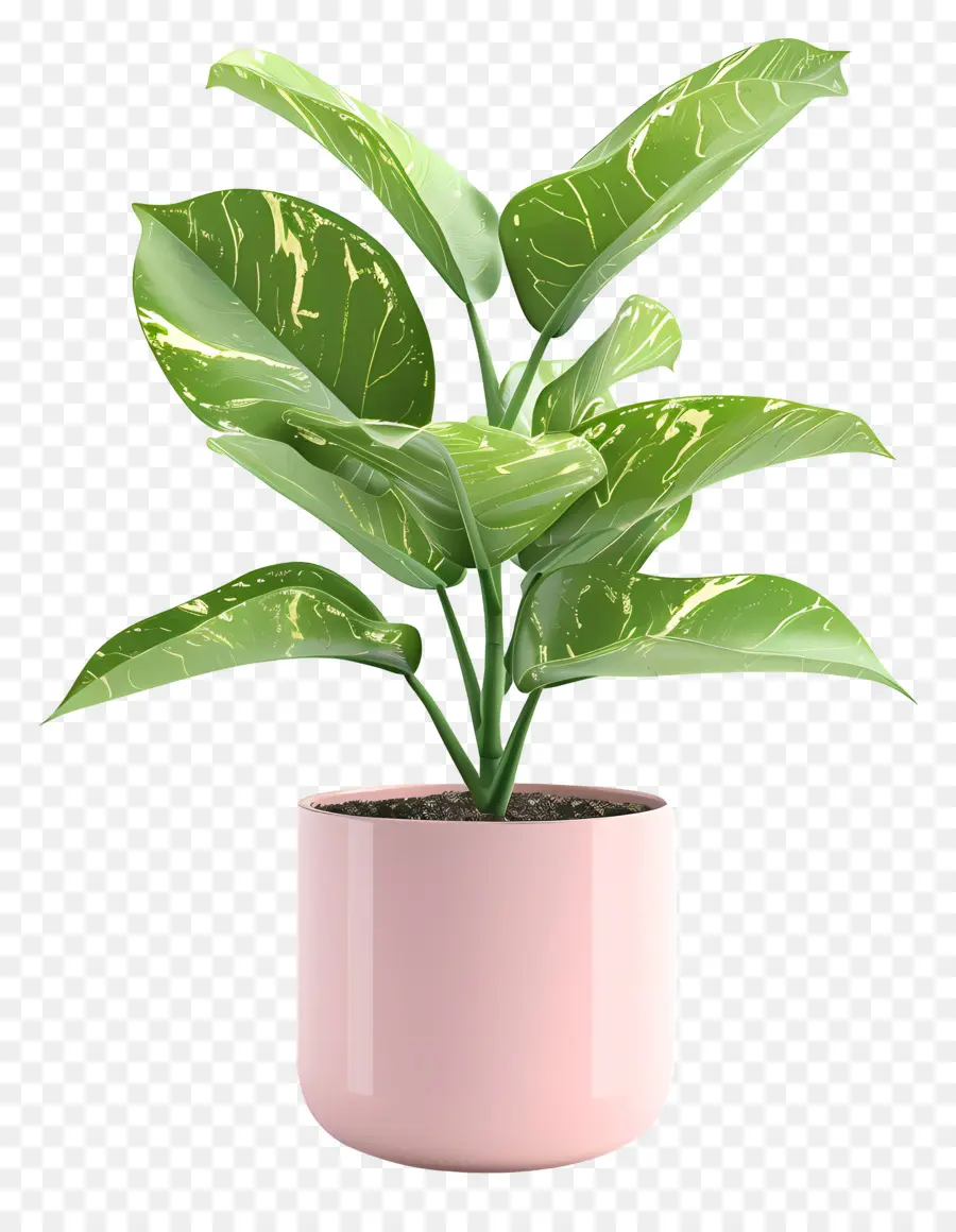 Planta De Casa Interna，Planta Em Vaso PNG