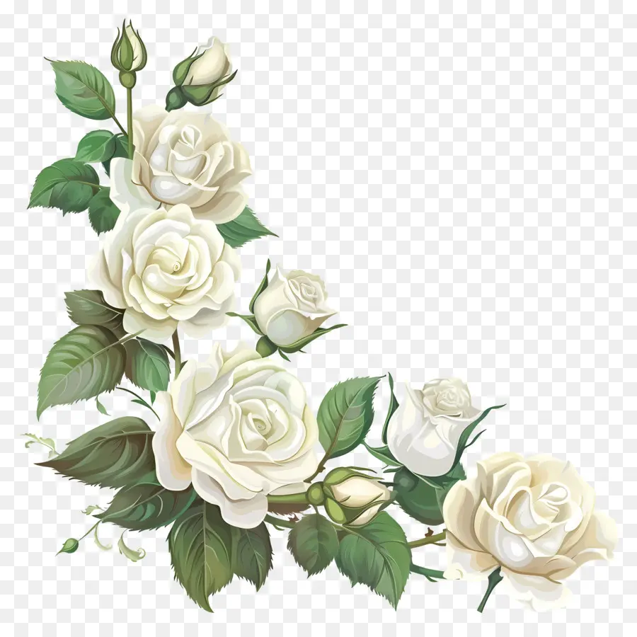 Canto Das Rosas Brancas，Rosas Brancas PNG