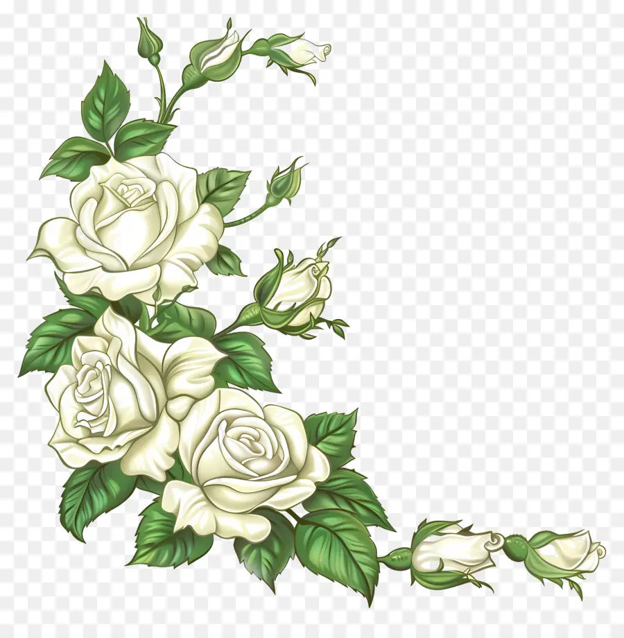 Canto Das Rosas Brancas，Rosas Brancas PNG