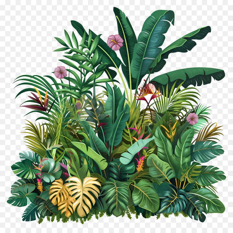 Plantas Da Selva，Plantas Tropicais PNG