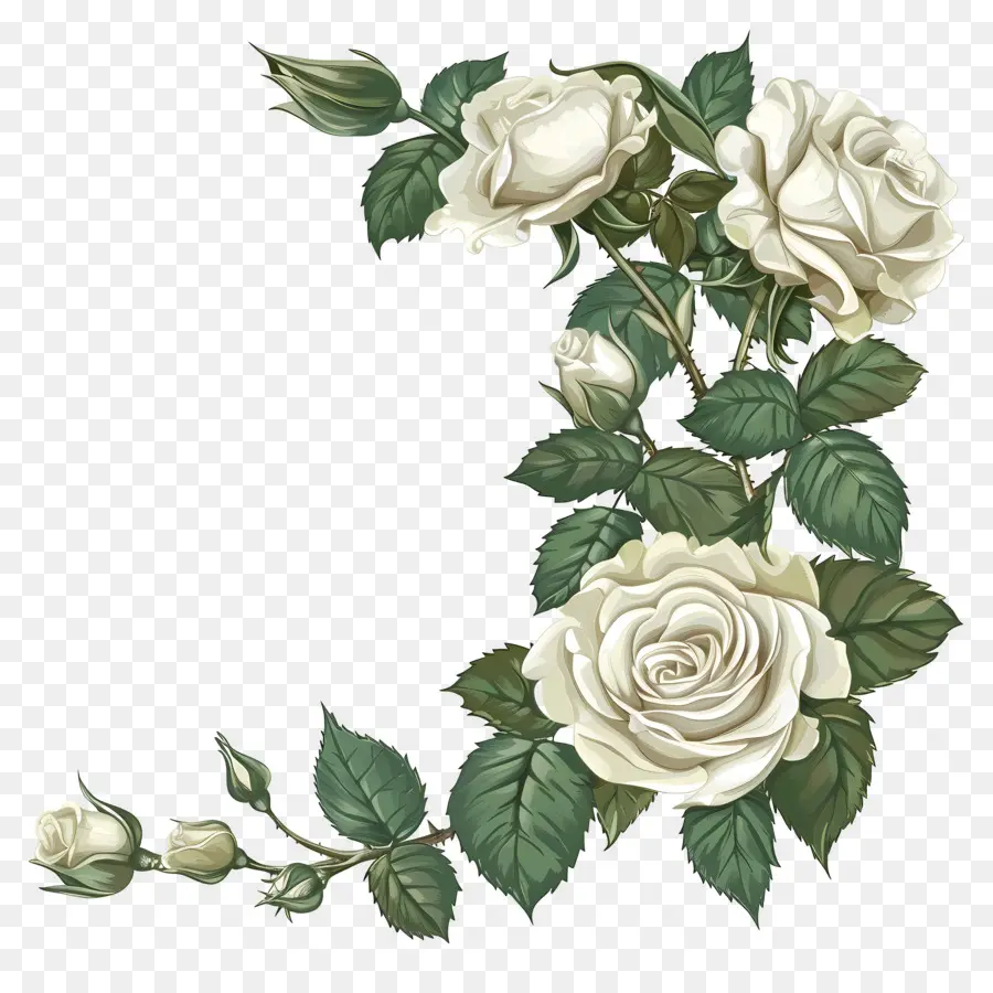 Canto Das Rosas Brancas，Rosas Brancas PNG