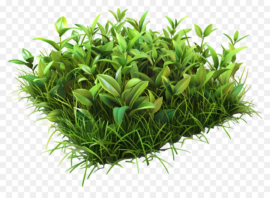 Pastagem，Plantas Verdes PNG