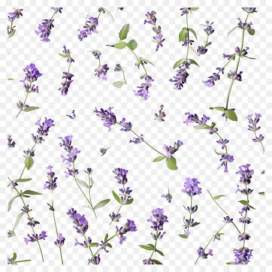 Fundo Roxo，Flores De Lavanda PNG