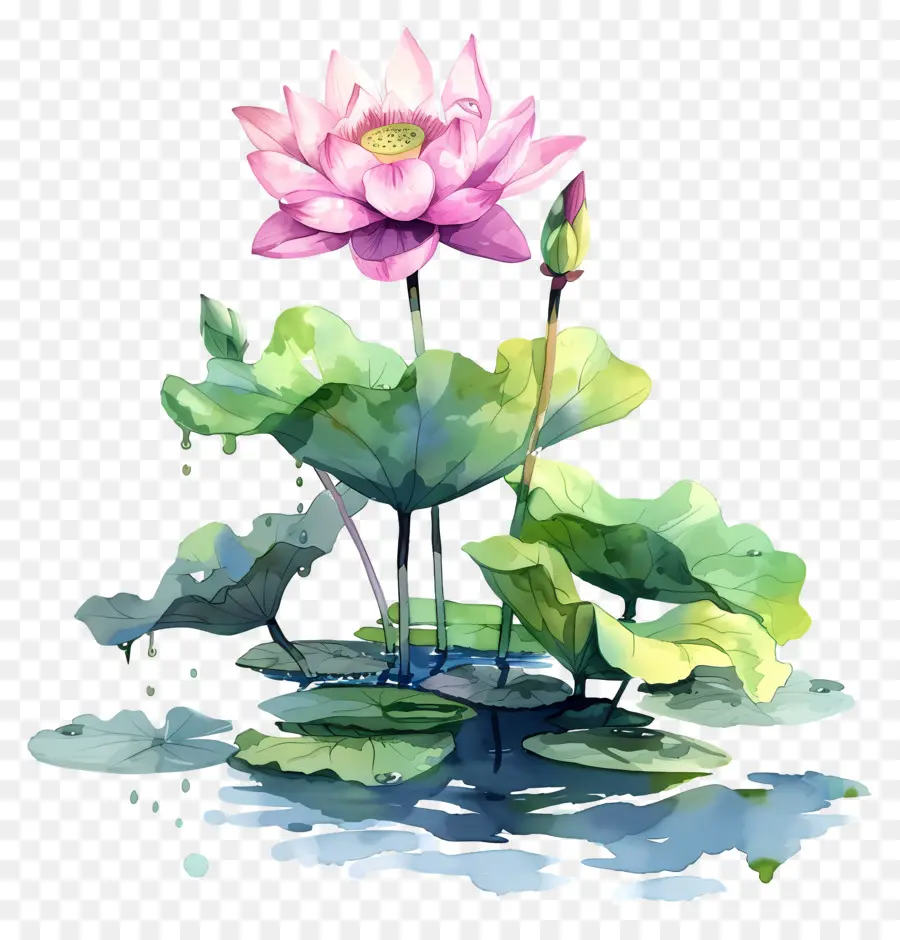 Lagoa De Lótus，Flor De Lótus PNG