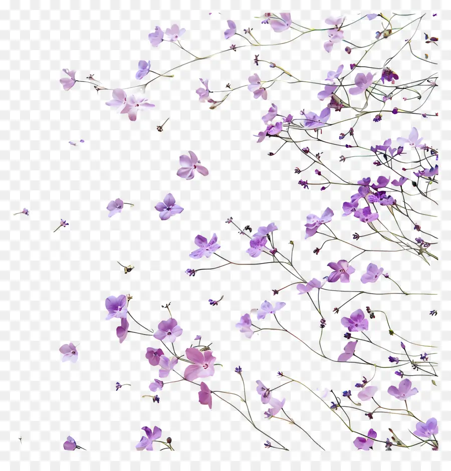 Fundo Roxo，Flores Roxas PNG