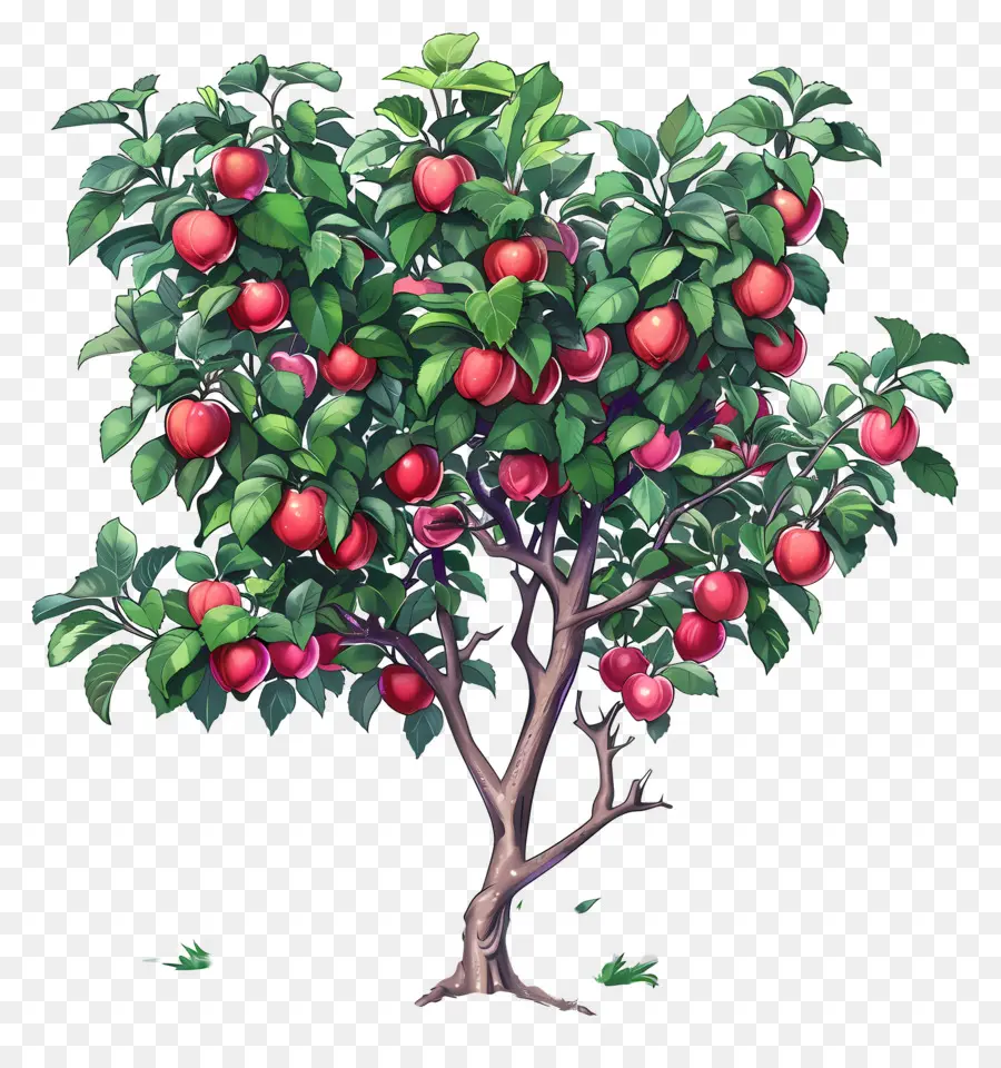 Macieira，Fruta PNG