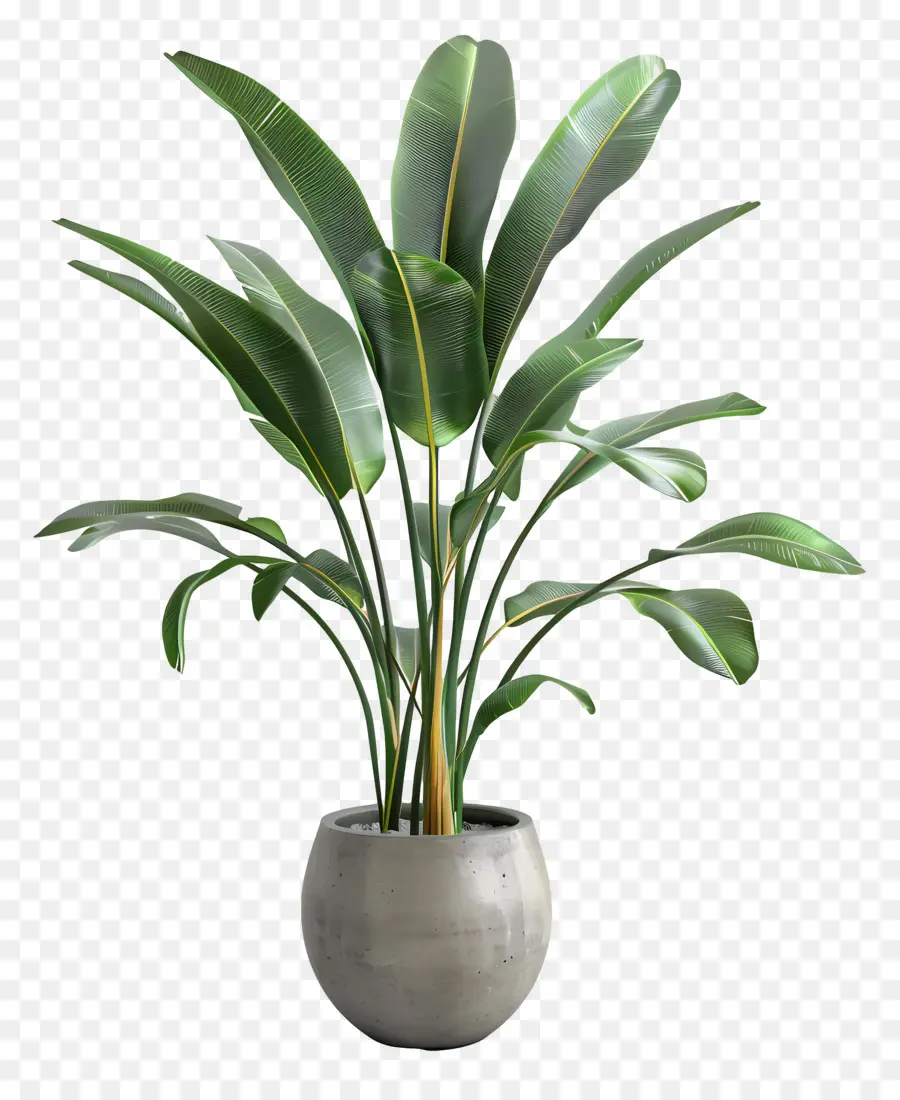 Planta Tropical Em Vaso，Planta Em Vaso Verde PNG