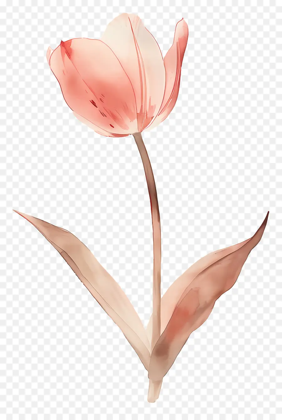 Tulipa，Flor PNG