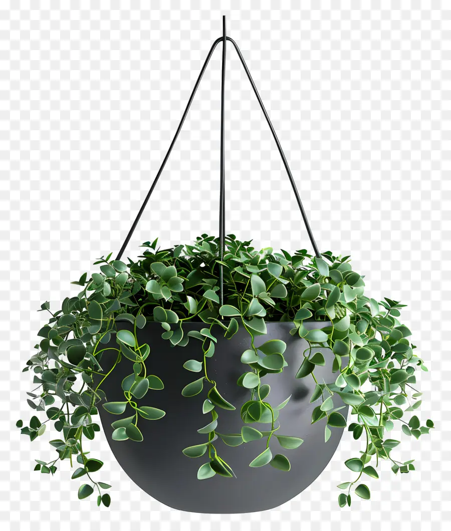 Planta Suspensa，Pote PNG