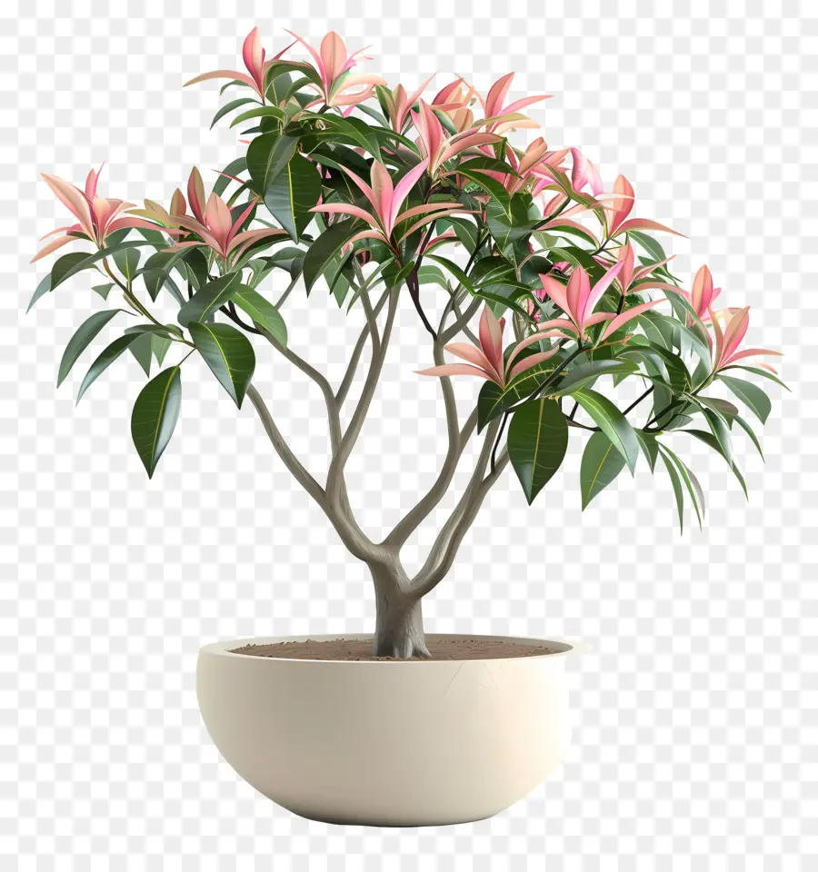 Planta Florescendo Em Vaso，Planta Em Vaso PNG