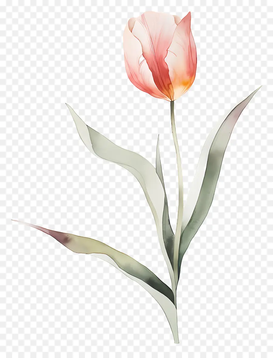 Tulipa，Flor PNG