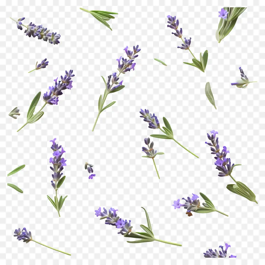 Pequenas Folhas De Lavanda，Flores E Folhas De Lavanda PNG