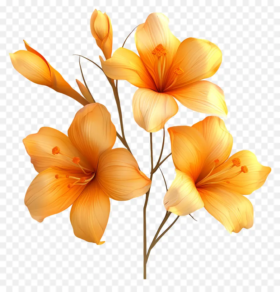 Flores De Açafrão，Flores PNG