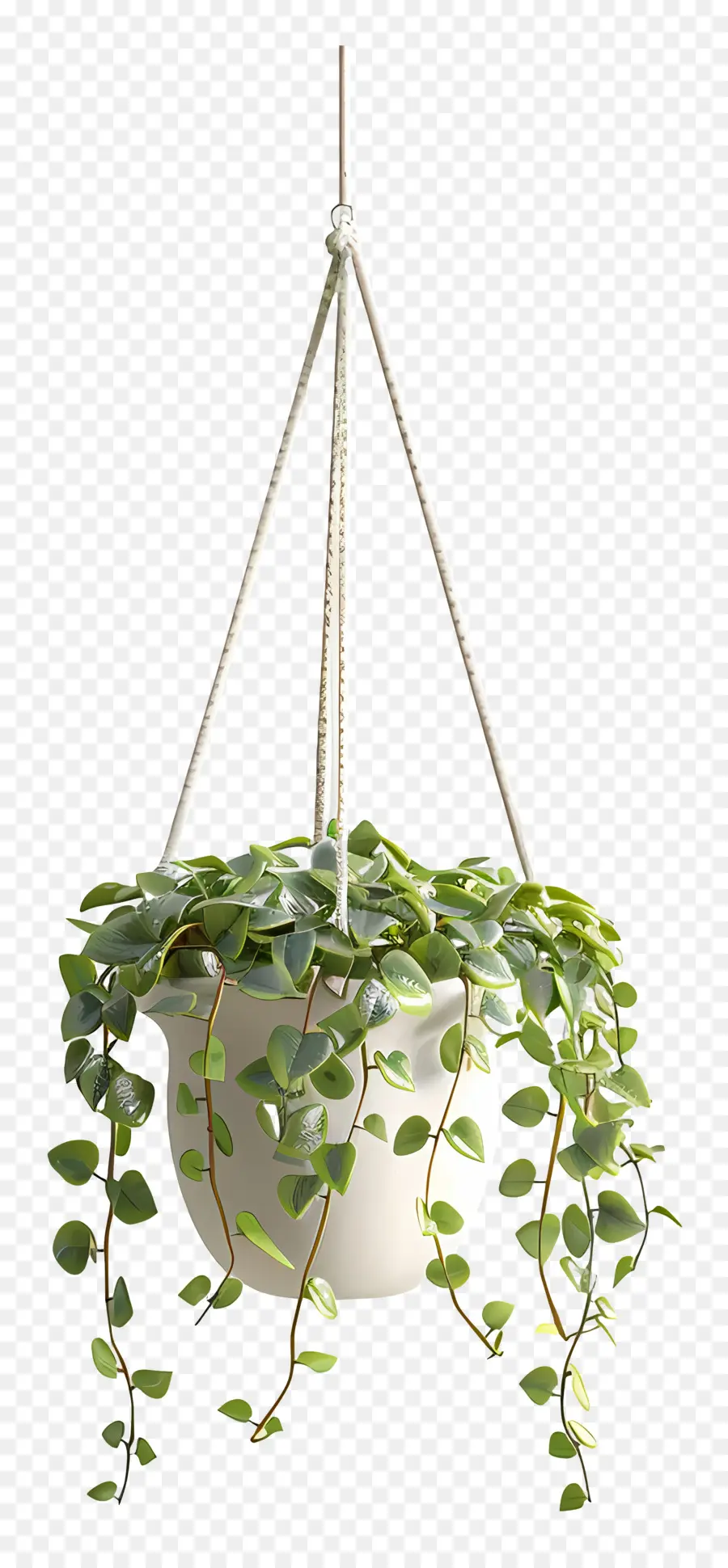 Planta Suspensa，Decoração PNG