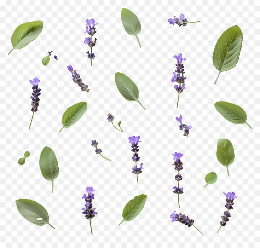 Pequenas Folhas De Lavanda，Flores E Folhas De Lavanda PNG