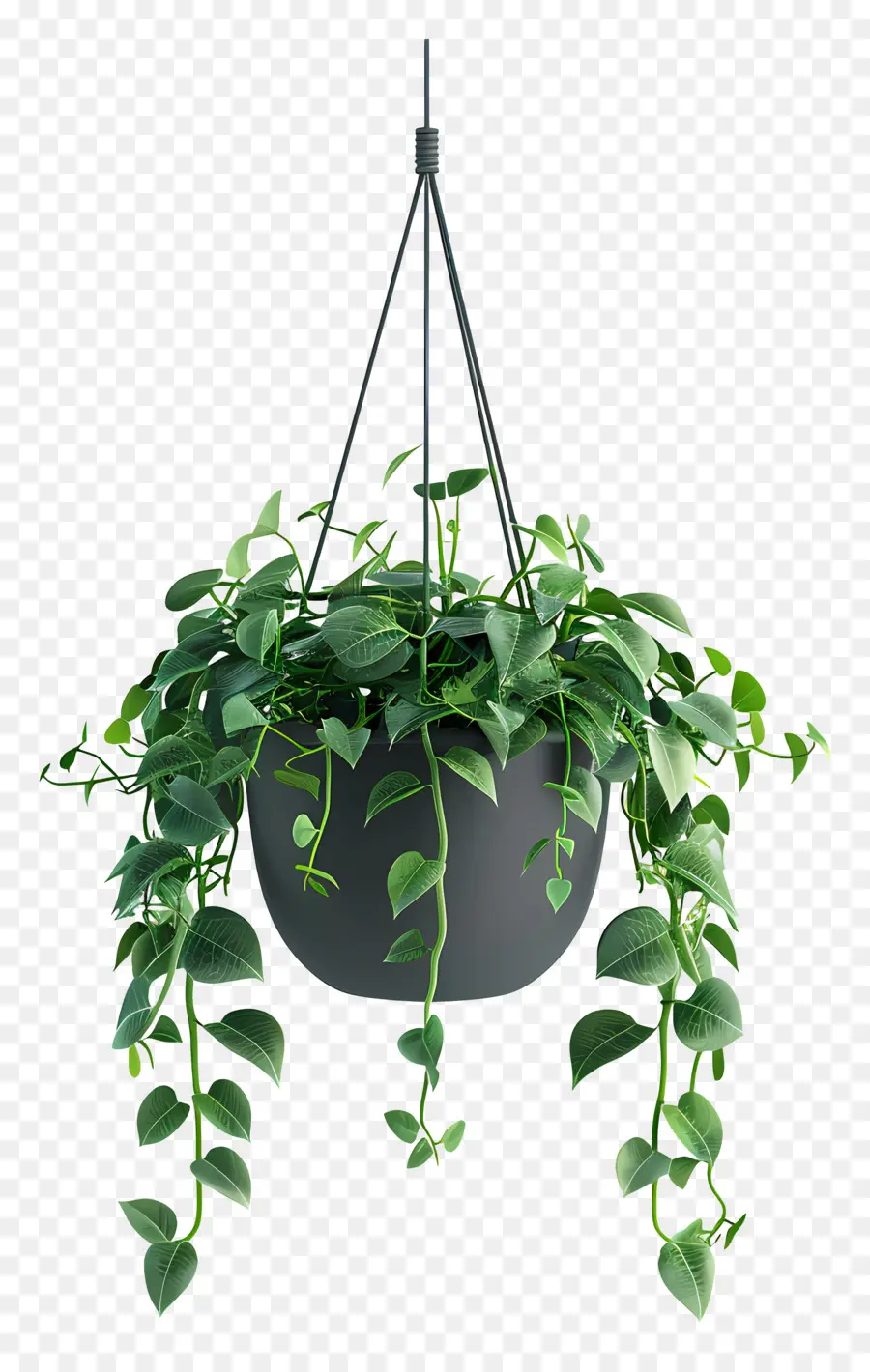 Planta Suspensa，Pote PNG