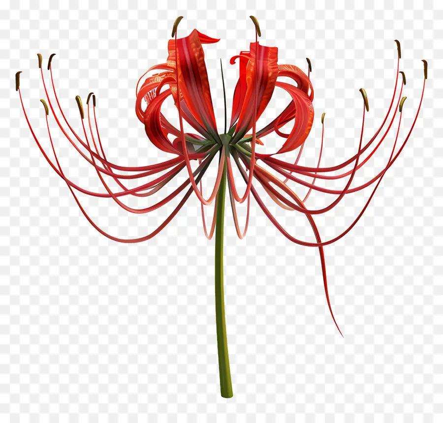 Lírio Aranha，Flor Vermelha PNG