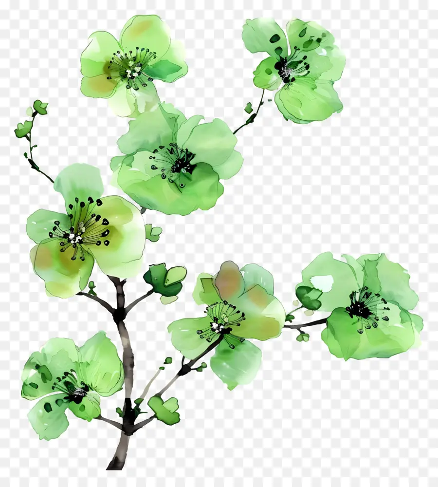 Flores Verdes，Florescer PNG