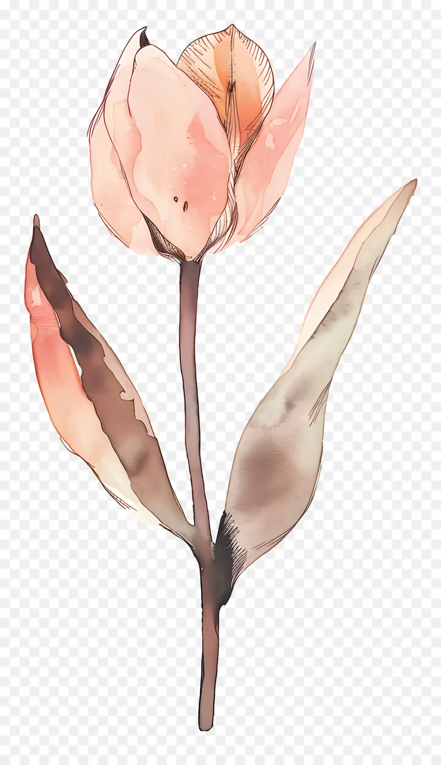 Tulipa，Flor PNG