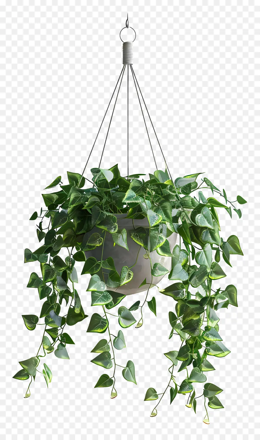 Planta Suspensa，Folhas Verdes PNG