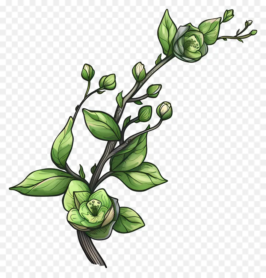 Flores Verdes，Ramo Com Folhas PNG