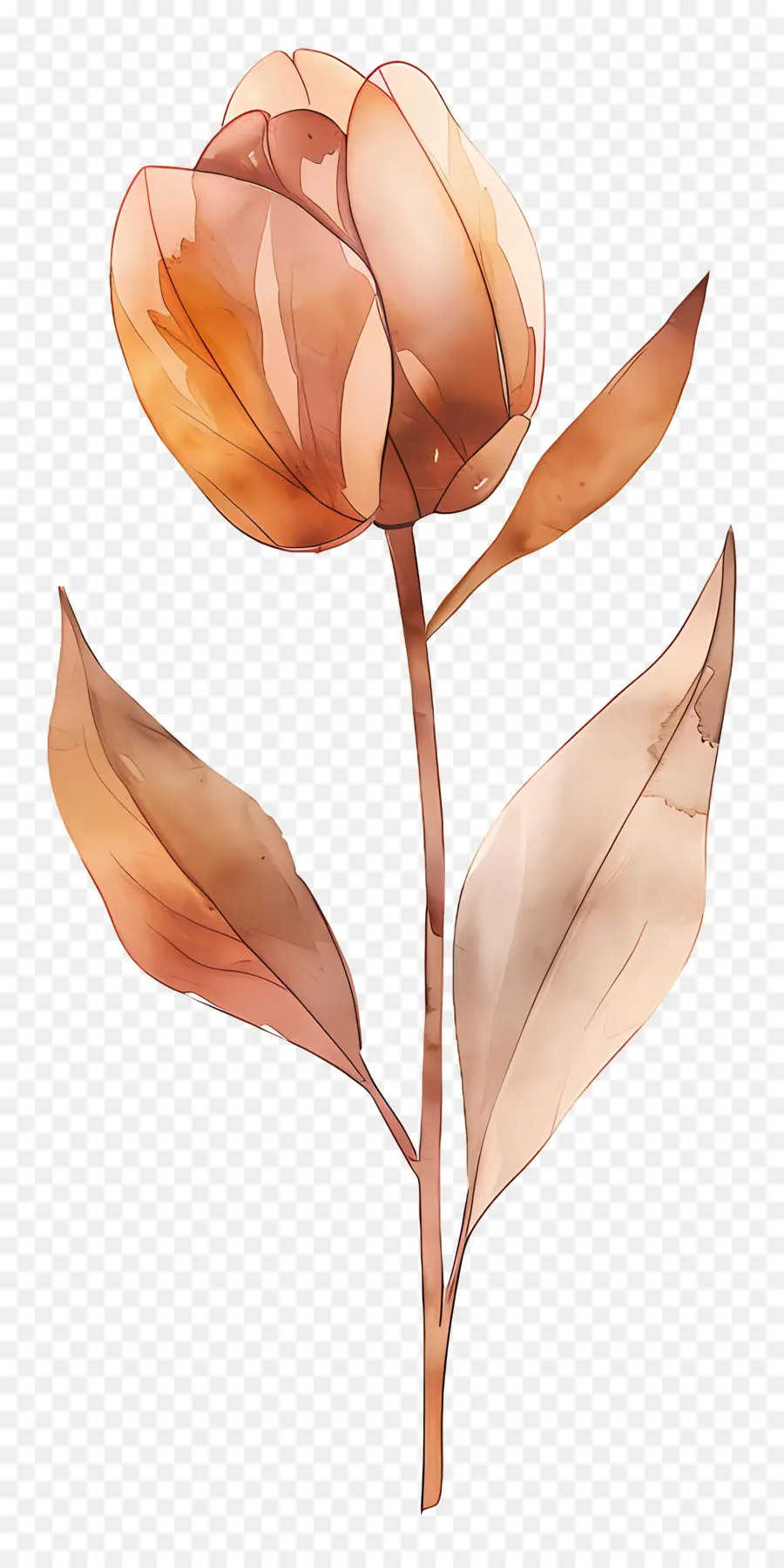 Tulipa，Flor Marrom PNG