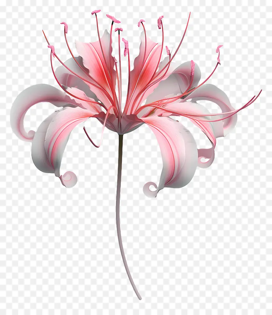 Lírio Aranha，Flor Vermelha PNG