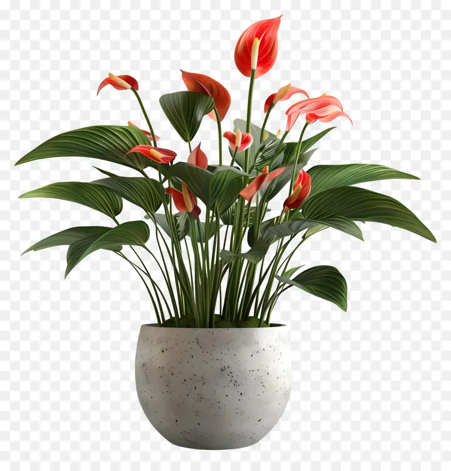 Planta Florescendo Em Vaso，Planta Antúrio Vermelho PNG