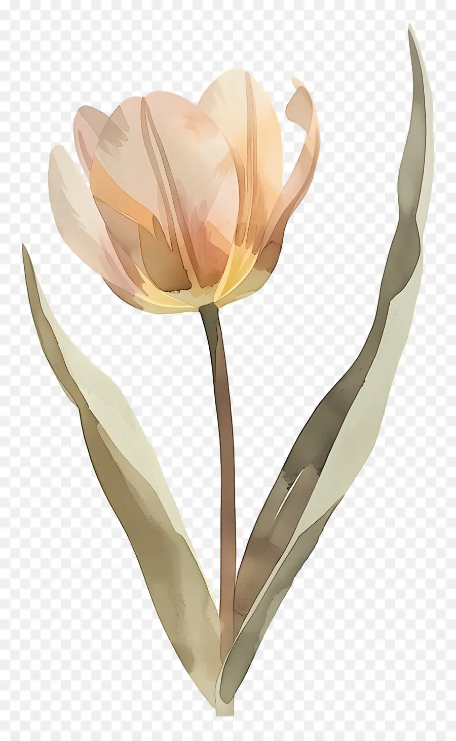 Tulipa，Flor PNG