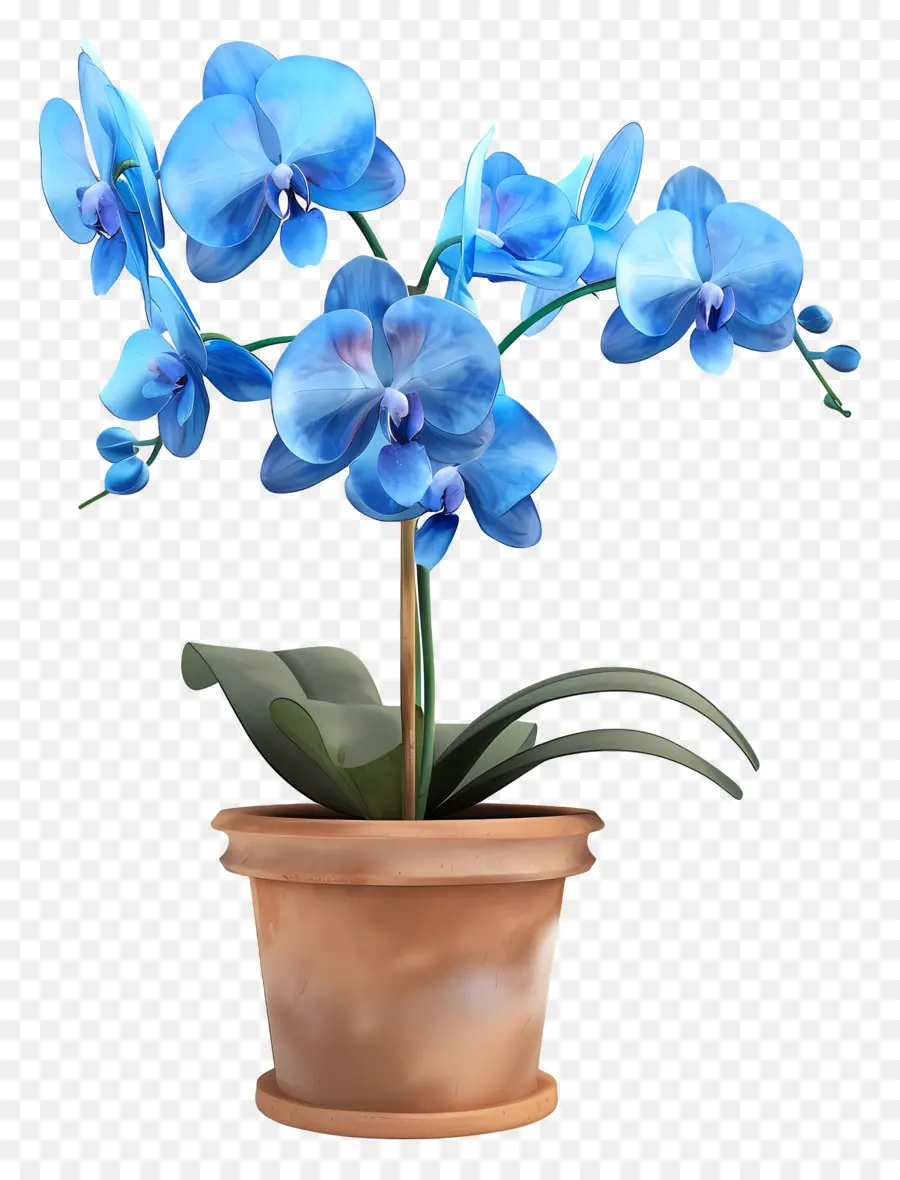 Orquídea Azul，Orquídea Em Vaso PNG